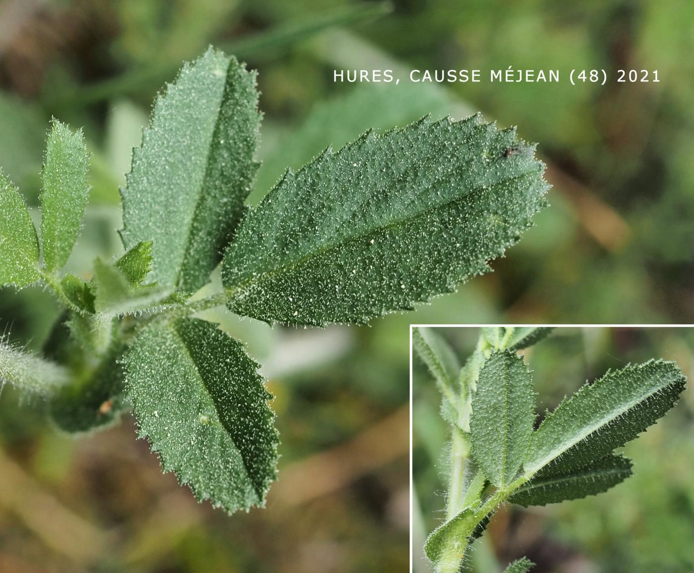 Restharrow, Large Yellow leaf